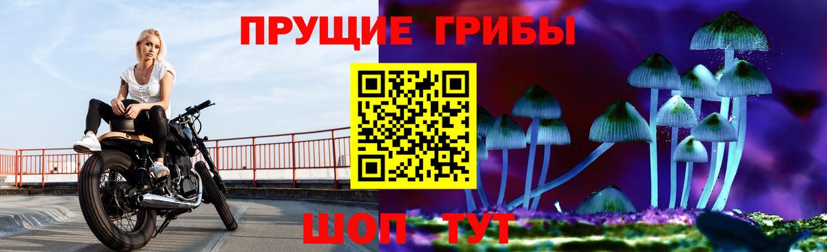 Галлюциногенные грибы Psilocybe Чайковский